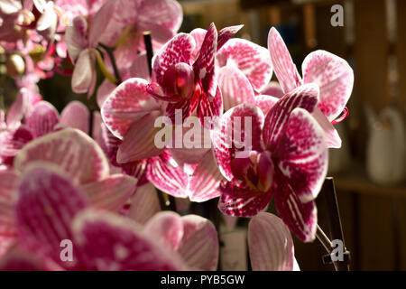 Licht durch die rosa Blüten Stockfoto