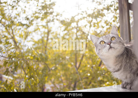 Grau britische Katze Portrait auf einem Hintergrund von unscharfen Herbst Garten Blätter Stockfoto