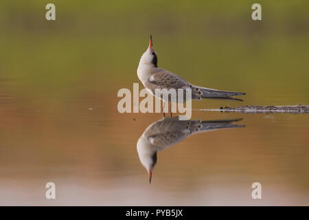 Flussseeschwalbe (Sterna hirundo) Erwachsenen feed ein junges Küken. Diese seabird wird in der sub-arktischen Regionen von Europa, Asien und Nordamerika. Es m Stockfoto