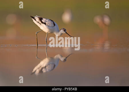 Pied Säbelschnäbler (Recurvirostra Avosetta) im Wasser. Ein afek Naturschutzgebiet fotografiert, Israel im September Stockfoto