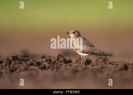 Die Black-winged pratincole (Glareola nordmanni) ist ein WADER in der pratincole Vogelfamilie, fotografiert in Israel im September Stockfoto