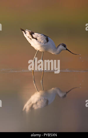 Pied Säbelschnäbler (Recurvirostra Avosetta) im Wasser. Ein afek Naturschutzgebiet fotografiert, Israel im September Stockfoto