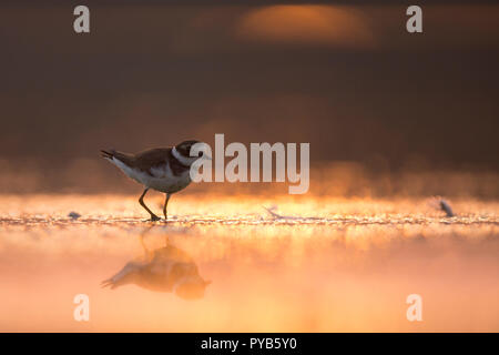 Kibitze auch Gemeinsame ringed plover (Charadrius hiaticula) sind wandernde und im Winter in den Küstengebieten im Süden nach Afrika. Bei Ein afek Nat fotografiert. Stockfoto