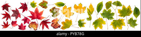 Set Sammlung von bunten Herbst Blätter auf weißem Hintergrund Stockfoto