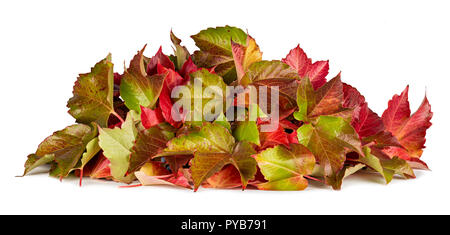 Bunte Blätter Herbst Herbst Haufen Laub saisonale Konzept auf weißem Hintergrund isoliert Stockfoto