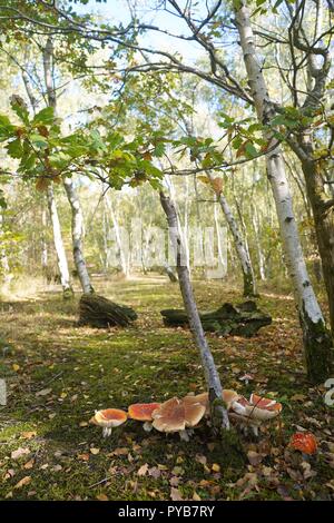 Rote und weiße Pilze wachsen unter den Bäumen im Herbst, England Stockfoto