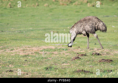 Emus laufen und Fütterung in einem Feld in der verschneiten Bergwelt Stockfoto