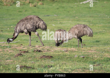 Emus laufen und Fütterung in einem Feld in der verschneiten Bergwelt Stockfoto