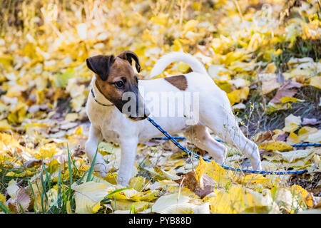 Adorable Smooth Fox Terrier Welpen an der Leine in der gelben Blätter im Herbst. Portrait einer jungen Fox Terrier Hund an der Leine im Freien Stockfoto