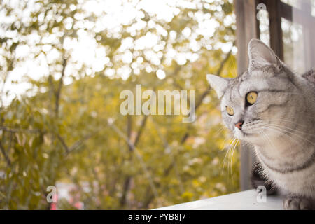 Grau britische Katze Portrait auf einem Hintergrund von unscharfen Herbst Garten Blätter Stockfoto