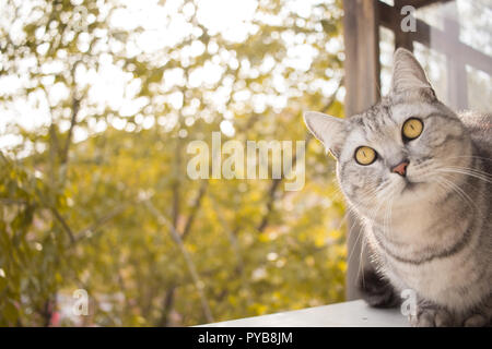 Grau britische Katze Portrait auf einem Hintergrund von unscharfen Herbst Garten Blätter Stockfoto