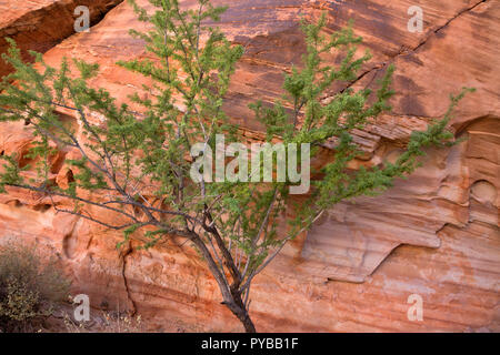 NV 00039-00 ... NEVADA - Bunt, geschichteten Sandstein entlang der weißen Kuppeln Loop Trail im Valley of Fire State Park gesehen. Stockfoto