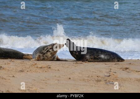 Horsey Strand, Norfolk, Großbritannien. 26 Okt, 2018. Die Kerben der Leute genießen Sie einen Tag am Strand in Norfolk Horsey wie ein Dutzend oder so graue Dichtungen ansonsten wie Atlantischen grau Dichtung oder die Horsehead Kegelrobbe halichoerus grypus lateinischer Name oder Haken - Meer Schwein bekannt. Die Weibchen (Kühe) zum Strand gekommen, die Geburt ihrer Welpen zu geben, dies geschieht zwischen Oktober und Februar. Die Region ist als die Horsey grau Robbenkolonie bekannt. © Paul Lawrenson 2018, Foto: Paul Lawrenson/Alamy leben Nachrichten Stockfoto