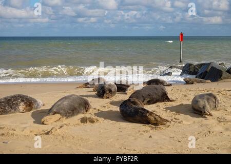 Horsey Strand, Norfolk, Großbritannien. 26 Okt, 2018. Die Kerben der Leute genießen Sie einen Tag am Strand in Norfolk Horsey wie ein Dutzend oder so graue Dichtungen ansonsten wie Atlantischen grau Dichtung oder die Horsehead Kegelrobbe halichoerus grypus lateinischer Name oder Haken - Meer Schwein bekannt. Die Weibchen (Kühe) zum Strand gekommen, die Geburt ihrer Welpen zu geben, dies geschieht zwischen Oktober und Februar. Die Region ist als die Horsey grau Robbenkolonie bekannt. © Paul Lawrenson 2018, Foto: Paul Lawrenson/Alamy leben Nachrichten Stockfoto