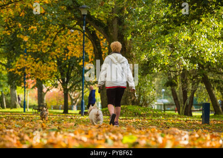 Aberystwyth Wales UK, 26/10/2018 UK Wetter: Menschen zu Fuß entlang der von Bäumen gesäumten Avenue Park Plascrug wie die Blätter im Herbst Farben leuchten n a bitter kalt, aber hell und sonnig Oktober Nachmittag in Aberystwyth Wales Photo credit Keith Morris/Alamy leben Nachrichten Stockfoto