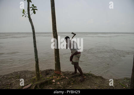 Naria, Shariatpur, Bangladesch. 14 Sep, 2018. Ein Mann gesehen schneiden Bäume für verkaufen, wie Brennholz, die Bäume in den Fluss Padma auflösen, weil der Rapid River erosion. Auswirkungen des Klimawandels sehr in einem Land wie Bangladesch visual sind. Im Jahr 2018, ein schneller Fluss erosion Geschehen rund um die Bereiche neben dem Padma River. Viele Menschen verloren ihre Häuser, Grundstücke und die Art zu Leben. Dieser schnellen Fluss erosion machte viele Klimaflüchtlingen. Credit: Ziaul Haque Oisharjh/SOPA Images/ZUMA Draht/Alamy leben Nachrichten Stockfoto