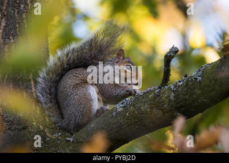 Belfast, Nordirland, 26. Oktober, 2018. UK Wetter: Sonnig Herbst Tag frieren bei 9 C. Ein graues Eichhörnchen besetzt ist das Sammeln und Fütterung auf Eicheln in Barnet Demesne. Credit: Ian Proctor/Alamy leben Nachrichten Stockfoto