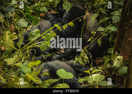 Uganda. 26 Sep, 2018. Familie von Berg Gorillas im Bwindi Impenetrable Forest in Uganda ruhen. Der Bwindi Impenetrable Nationalpark ist ein gebirgiges Gebiet im Südwesten von Uganda. Es ist ein Zuhause auf der Welt verbliebenen Berggorillas, die auf Wurzeln, Blätter und Früchte von den Park. Credit: Lorena De La Cuesta/SOPA Images/ZUMA Draht/Alamy leben Nachrichten Stockfoto