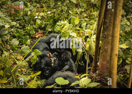 Uganda. 26 Sep, 2018. Familie von Berg Gorillas im Bwindi Impenetrable Forest in Uganda gesehen. Der Bwindi Impenetrable Nationalpark ist ein gebirgiges Gebiet im Südwesten von Uganda. Es ist ein Zuhause auf der Welt verbliebenen Berggorillas, die auf Wurzeln, Blätter und Früchte von den Park. Credit: Lorena De La Cuesta/SOPA Images/ZUMA Draht/Alamy leben Nachrichten Stockfoto