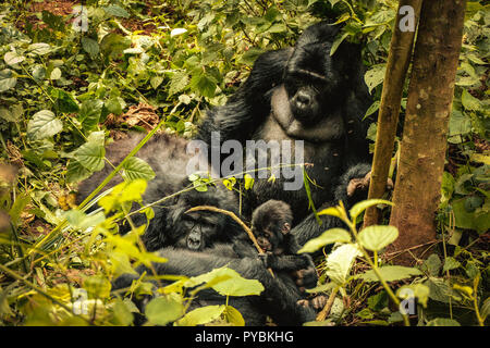 Uganda. 26 Sep, 2018. Familie von Berg Gorillas im Bwindi Impenetrable Forest in Uganda ruhen. Der Bwindi Impenetrable Nationalpark ist ein gebirgiges Gebiet im Südwesten von Uganda. Es ist ein Zuhause auf der Welt verbliebenen Berggorillas, die auf Wurzeln, Blätter und Früchte von den Park. Credit: Lorena De La Cuesta/SOPA Images/ZUMA Draht/Alamy leben Nachrichten Stockfoto