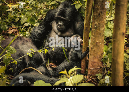 Uganda. 26 Sep, 2018. Familie von Berg Gorillas im Bwindi Impenetrable Forest in Uganda gesehen. Der Bwindi Impenetrable Nationalpark ist ein gebirgiges Gebiet im Südwesten von Uganda. Es ist ein Zuhause auf der Welt verbliebenen Berggorillas, die auf Wurzeln, Blätter und Früchte von den Park. Credit: Lorena De La Cuesta/SOPA Images/ZUMA Draht/Alamy leben Nachrichten Stockfoto