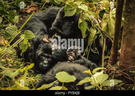 Uganda. 26 Sep, 2018. Familie von Berg Gorillas im Bwindi Impenetrable Forest in Uganda ruhen. Der Bwindi Impenetrable Nationalpark ist ein gebirgiges Gebiet im Südwesten von Uganda. Es ist ein Zuhause auf der Welt verbliebenen Berggorillas, die auf Wurzeln, Blätter und Früchte von den Park. Credit: Lorena De La Cuesta/SOPA Images/ZUMA Draht/Alamy leben Nachrichten Stockfoto