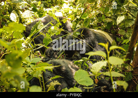 Uganda. 26 Sep, 2018. Familie von Berg Gorillas im Bwindi Impenetrable Forest in Uganda ruhen. Der Bwindi Impenetrable Nationalpark ist ein gebirgiges Gebiet im Südwesten von Uganda. Es ist ein Zuhause auf der Welt verbliebenen Berggorillas, die auf Wurzeln, Blätter und Früchte von den Park. Credit: Lorena De La Cuesta/SOPA Images/ZUMA Draht/Alamy leben Nachrichten Stockfoto