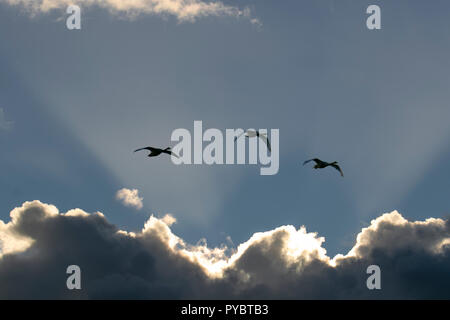 Burscough, Lancashire. 26. Oktober 2018. UK Wetter. 26.10.2018. Sonnenuntergang als wandernde Singschwänen bei Martin nur nach Ihrer langen Reise aus Island kommen. Kredit; MediaWorldImages/AlamyLiveNews. Stockfoto