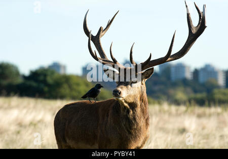 London, Großbritannien. 27. Oktober 2018. Ein Hirsch Hirsche und Crow in der Herbstsonne, Richmond Park. Danny Link/Alamy leben Nachrichten. Stockfoto