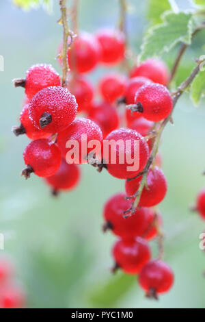 Die rote Johannisbeere, oder rote Johannisbeere, Ribes rubrum, Beeren und Morgentau Stockfoto