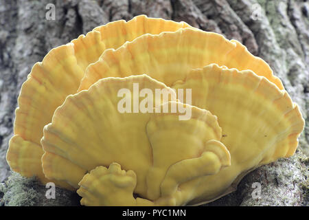 Wunderschöne goldene Schwefel polypore, Laetiporus sulfureus, wächst an einer alten Eiche. Stockfoto