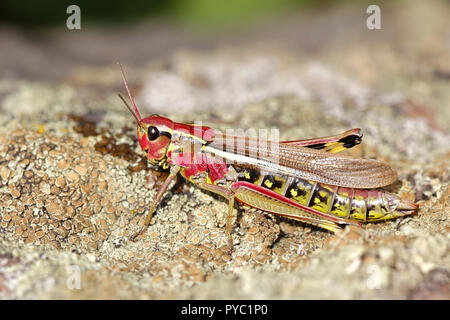 Marsh Heuschrecke, Stethophyma grossum Stockfoto