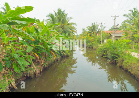 Wasser, Kanal, der von Palmen umgeben ist. Stockfoto