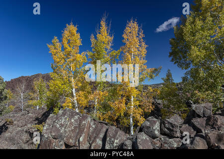 Ändern von Aspen in alten Lavastrom, der Southern Utah wächst Stockfoto