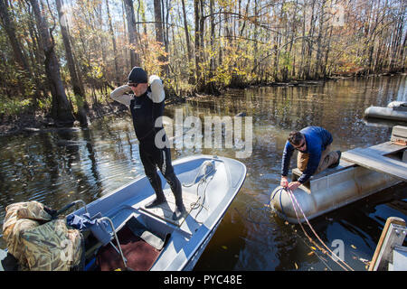 Die Jagd für Cypress Fluss Protokolle in den Sümpfen von South Carolina. Stockfoto