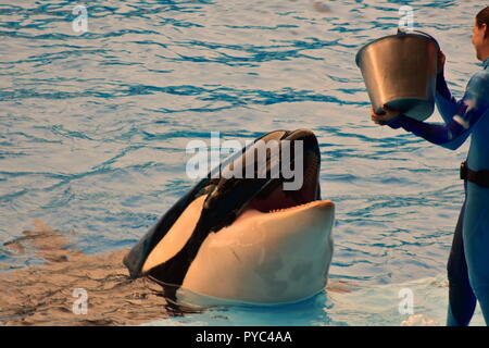 Orlando, Florida. September 09, 2018 Wale warten auf die Kursleiter Fisch in einem Ocean's SeaWorld Signatur Killerwal show zu werfen. Stockfoto