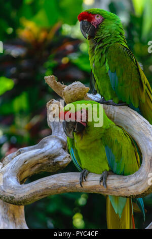 Zwei militärische Macaw Papageien sitzen auf der Verzweigung vor Palmen Stockfoto