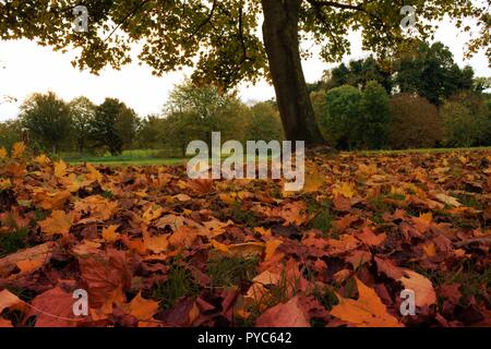 Blätter im Herbst im Vordergrund unter Baum Stockfoto