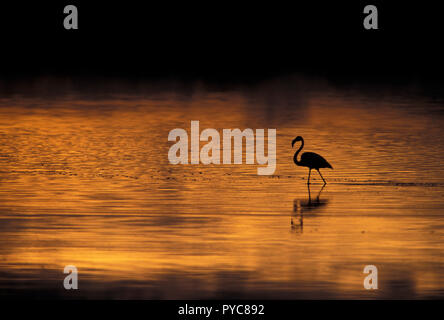 Nicht 1108993 MEHR & LESSER FLAMINGO Lake Masak Serengeti Nationalpark in Tansania Ostafrika Stockfoto
