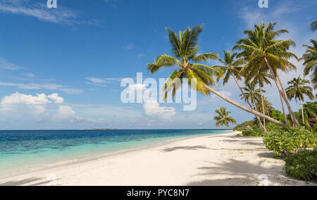 Strand mit Palmen atoll Insel der Malediven. Stockfoto