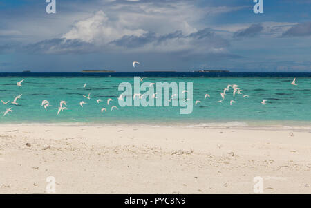 Weiße Vögel am Strand Atoll Insel der Malediven. Stockfoto