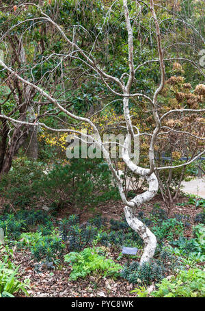ASHEVILLE, NC, USA -10/25/18: Eine europäische Birke im NC-Arboretum. Stockfoto