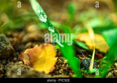Wassertropfen auf dem grünen Rasen und im Herbst Birkenblätter, Makro Nahaufnahme Stockfoto