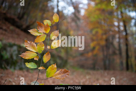 Colors of the forest in autumn Stockfoto
