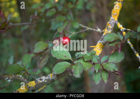 Niederlassung von Prunus cerasifera nigra mit roter Pflaume Stockfoto