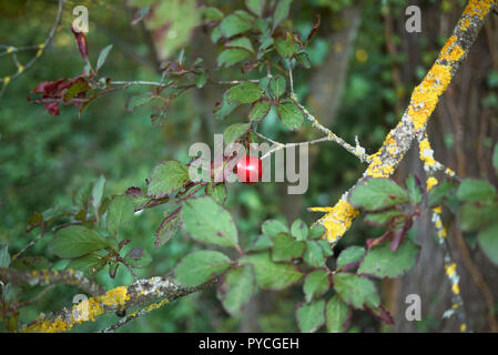 Niederlassung von Prunus cerasifera nigra mit roter Pflaume Stockfoto