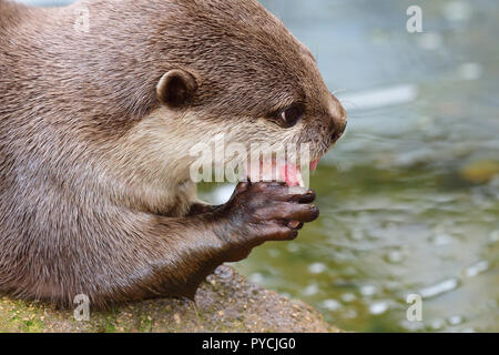 Nahaufnahme, Porträt einer orientalischen kurze Krallen otter Essen Stockfoto