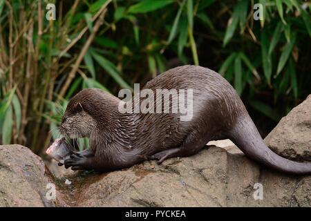 Nahaufnahme eines asiatischen kleinen Krallen Otter (aonyx cinerea) Essen ein Fisch Stockfoto