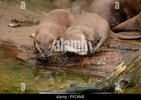 Porträt von zwei Asiatischen kleinen Krallen Otter (aonyx cinerea) loking in einen Pool von Wasser Stockfoto