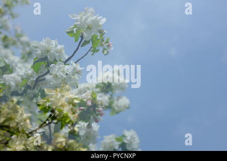 Abstrakt floral background. Muster der grüne Zweige und Sonnenlicht in der Natur Stockfoto